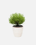 Pot with plant Dawn