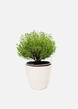 Pot with plant Dawn