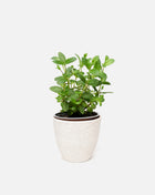 Pot with plant Mandy