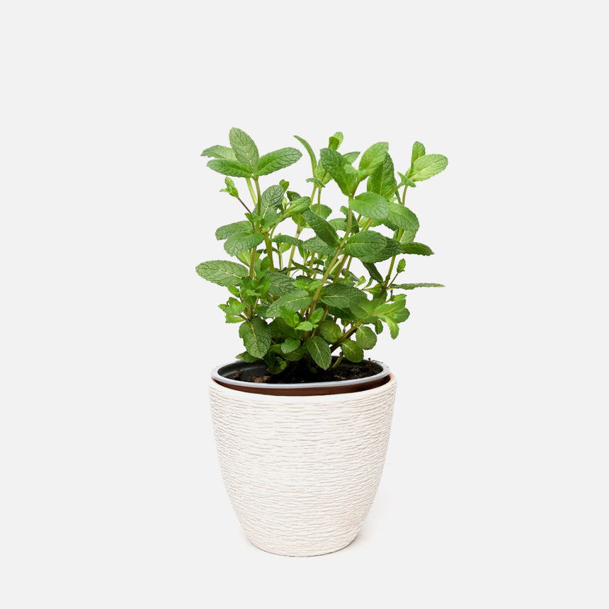 Pot with plant Mandy