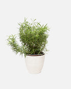 Pot with plant Rowan