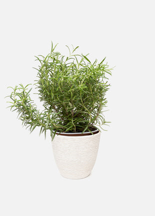Pot with plant Rowan