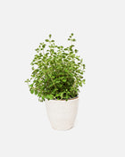 Pot with plant Bango