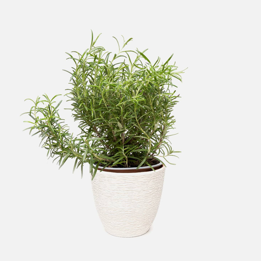Pot with plant Mandy