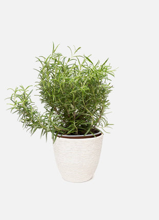 Pot with plant Dawn