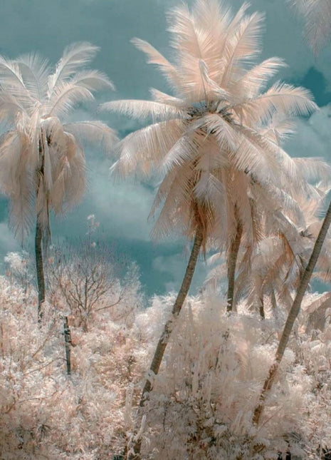 Wall poster Palm
