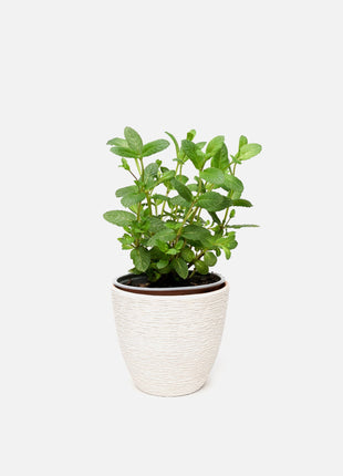Pot with plant Dawn