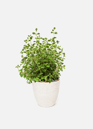 Pot with plant Dawn